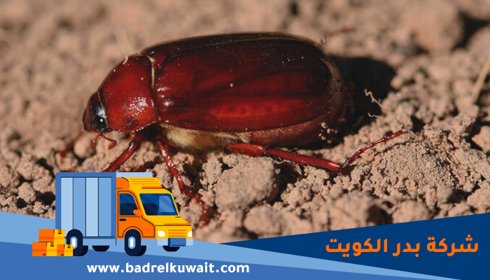 شركة مكافحة الخنافس بالكويت