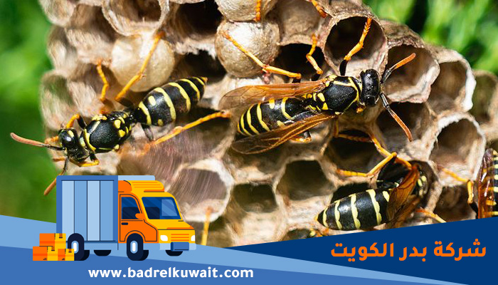 شركة مكافحة الدبابير الكويت